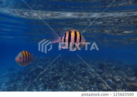 exotic sea fish exotic sea fish 125683500