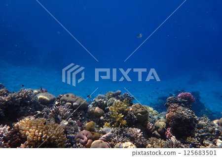 coral reef in the Red Sea 125683501