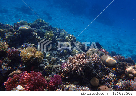 coral reef in the Red Sea 125683502
