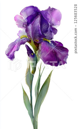 Iris Day. Vibrant purple iris in bloom with lush green leaves 125683528