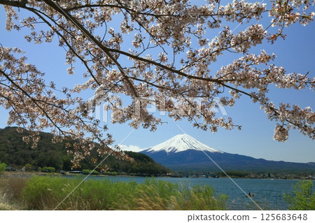 Cherry-blossoming Kawaguchiko Cherry-blossoming Kawaguchiko 125683648