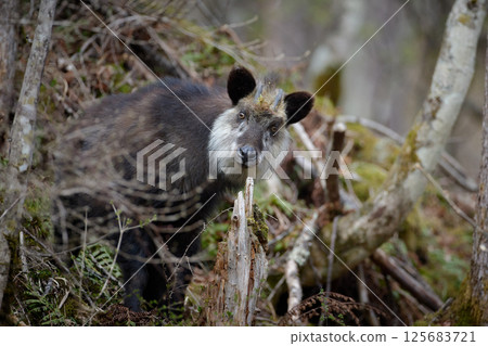 A Japanese serow I met in the forest 125683721