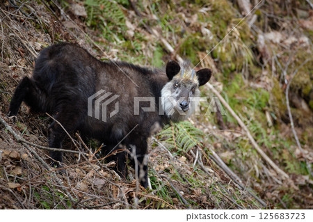 Japanese serow looking back Japanese serow looking back 125683723