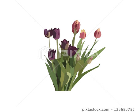 Tulip illustration PNG 125683785