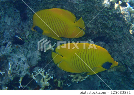Bluecheek butterflyfish, Chaetodon semilarvatus Bluecheek butterflyfish, Chaetodon semilarvatus 125683881