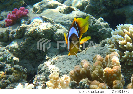 small nemo fish 125683882