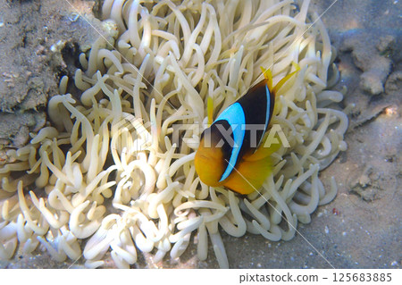 small nemo fish 125683885