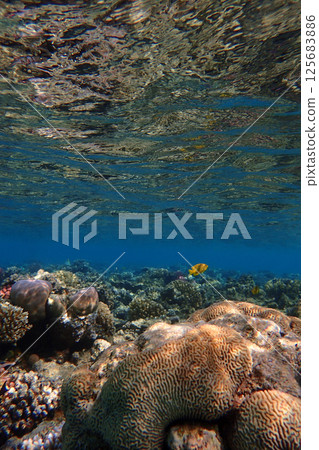 coral reef in the Red Sea coral reef in the Red Sea 125683886