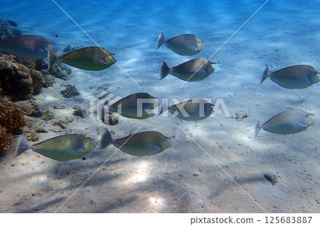 Naso unicornis fishes 125683887