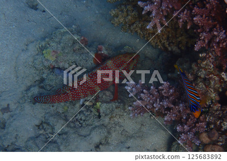 unknown fish from red sea unknown fish from red sea 125683892