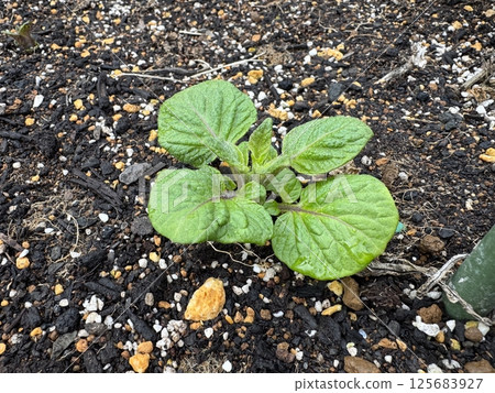 Potato sprouts and soil Potato sprouts and soil 125683927
