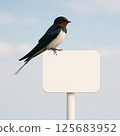 A swallow perched on a sign 125683952