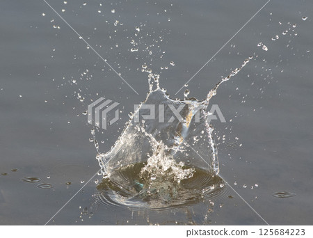 翠鳥潛水後濺起水花 125684223