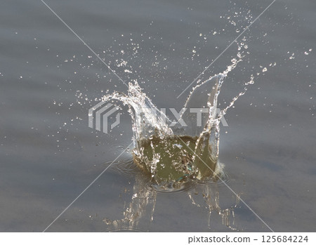 翠鳥潛水後濺起水花 125684224