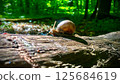 Snail on a log in the forest. Grape snail. 125684619