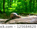 Snail on a log in the forest. Grape snail.  125684620