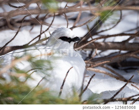 Male ptarmigan taking a nap in winter fur 125685008