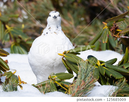 看著鏡頭的雌雷鳥,Fuyuya 看著鏡頭的雌雷鳥,Fuyuya 125685009