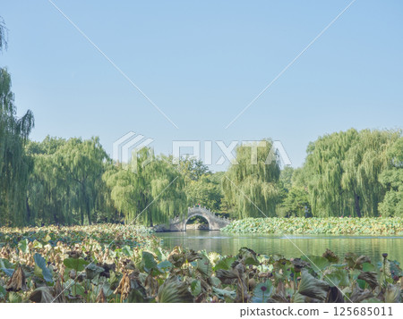 藍天下柳樹邊的石拱橋 125685011