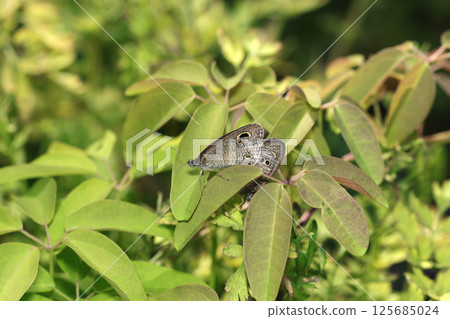 April: A pair of pygmy butterflies mating on grass leaves (macrophotography in natural environment) April: A pair of pygmy butterflies mating on grass leaves (macrophotography in natural environment) 125685024
