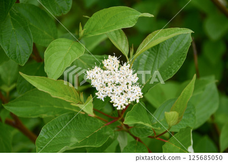 White-tipped dogwood "Sibirica" White-tipped dogwood "Sibirica" 125685050