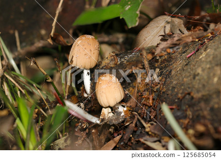 Cute light brown Kokiraratake mushrooms growing on fallen trees beside a forest road (strobe macro photography in natural environment) Cute light brown Kokiraratake mushrooms growing on fallen trees beside a forest road (strobe macro photography in natural environment) 125685054