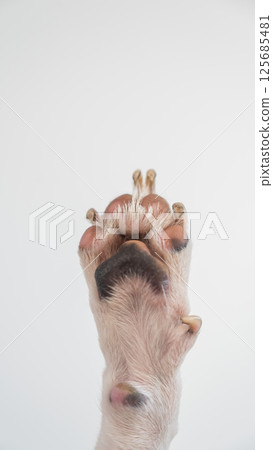 Dog paw close-up on white background. 125685481