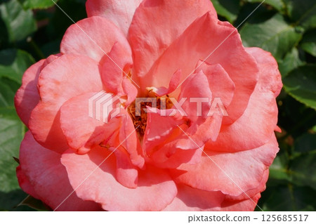 A close-up of beautiful coral-colored roses blooming in a rose garden A close-up of beautiful coral-colored roses blooming in a rose garden 125685517