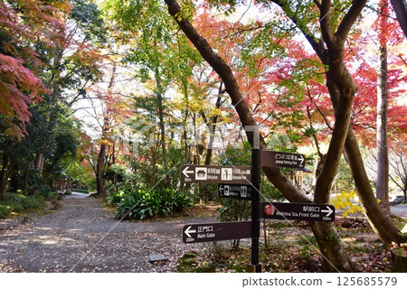 Walking trails, autumn leaves and signposts at Rakujuen Park, Mishima City Park, Shizuoka Prefecture 125685579