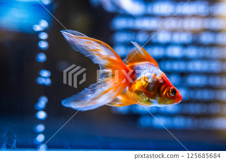 Goldfish Goldfish 125685684