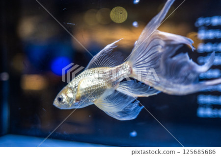 金魚 金魚 125685686