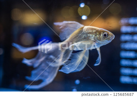 金魚 金魚 125685687