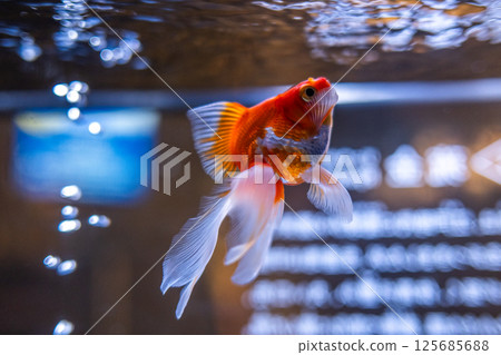 金魚 125685688