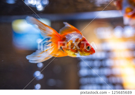 金魚 125685689