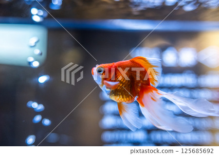Goldfish   125685692