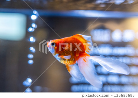 Goldfish Goldfish 125685693