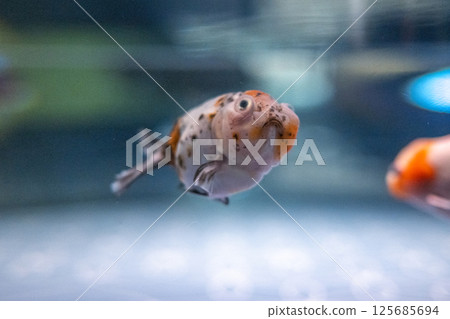 Goldfish   125685694