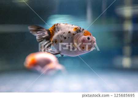 金魚 125685695