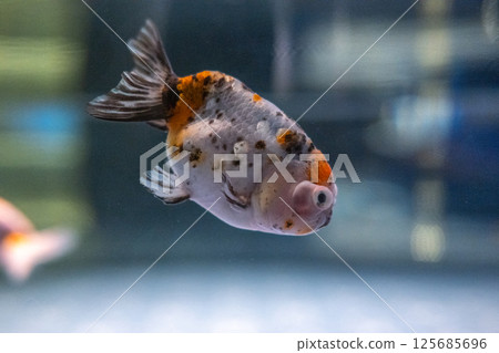 金魚 125685696