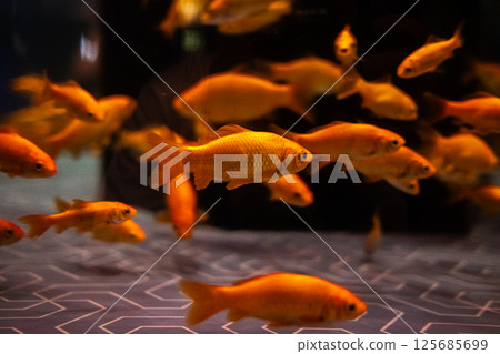 金魚 125685699