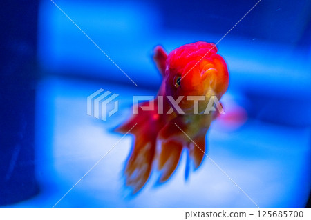 金魚 125685700