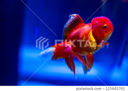 Goldfish   125685701