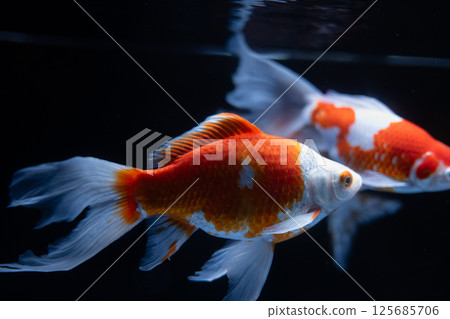 金魚 125685706