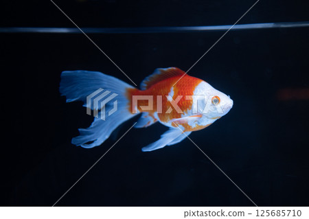 金魚 金魚 125685710
