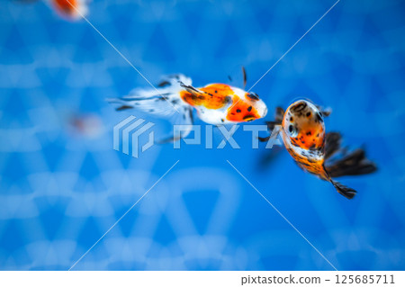 金魚 125685711