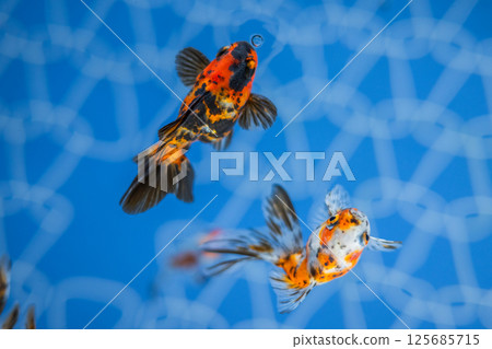 Goldfish   125685715