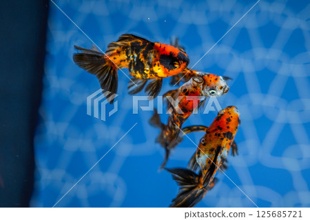 金魚 125685721