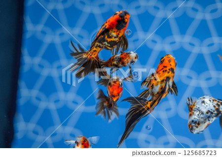 金魚 125685723