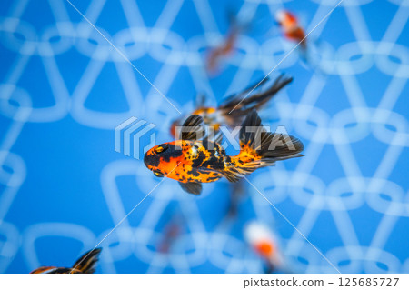 Goldfish   125685727