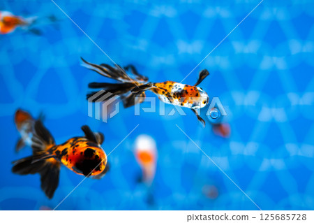 Goldfish   125685728